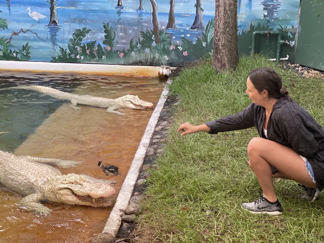 An adult interacts with two white alligators while sitting on the ground at Gatorland.