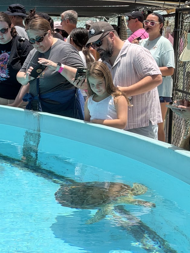 Visitors observe a sea turtle swimming in a rehabilitation tank at Turtle Hospital.